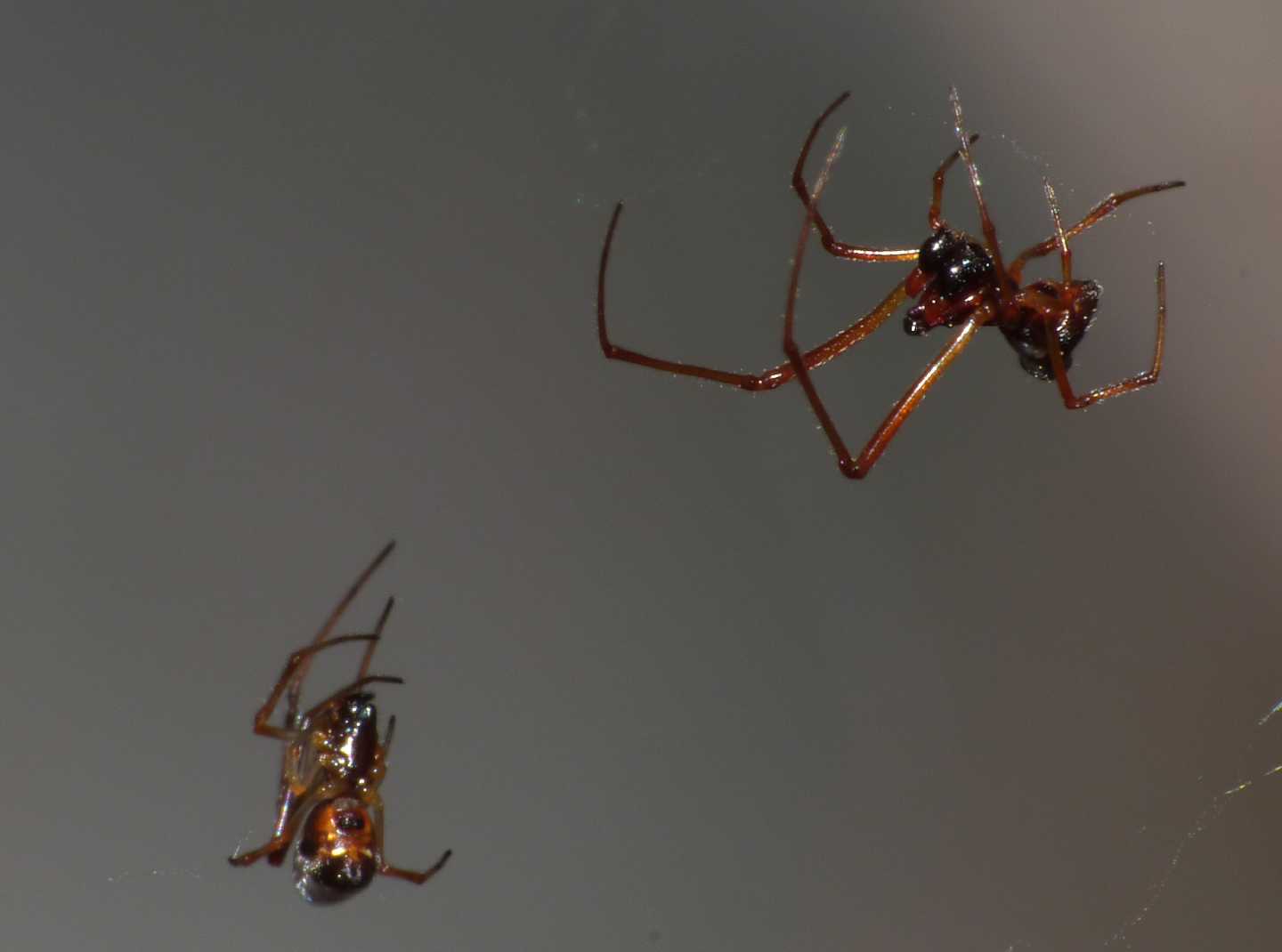 Gli astuti Argyrodes